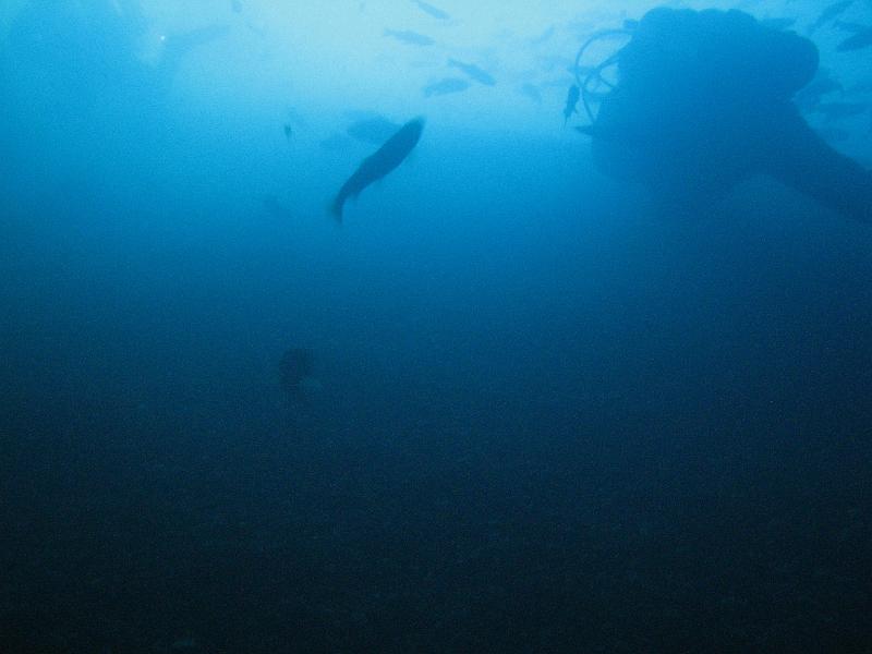Diving Springs/20101114